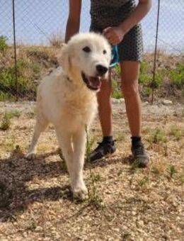 Dusty wartet auf seine Familie - Untergriesbach
