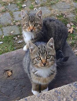 Zwei süße, starke, tolle Kätzchen suchen ein liebevolles Zuhause! - Mansfeld
