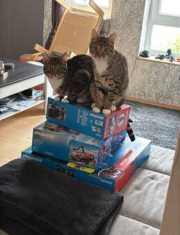 Bengal mix Kater - Beckum Zentrum