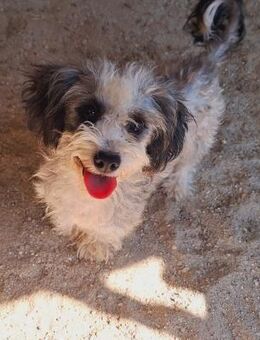 kleine💗 liebe💗Zottelsusie (E) - Ludwigshafen (Rhein)