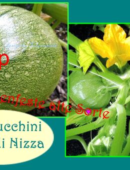 ♥ BIO Ball Zucchini,rund Samen Tondo Chiaro di Nizza, Tulpenstolz,Gemüse Garten,Seeds, runde Zucchini grün - Hamburg
