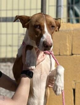 Zack sucht Menschen mit Geduld und Liebe - Laatzen