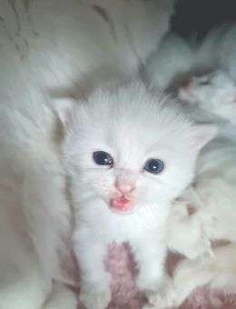 Bildschöne Angora Kitten - Gelsenkirchen