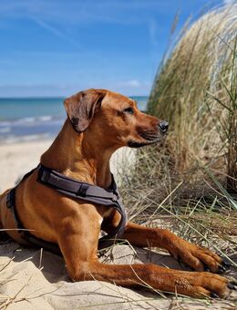 Rhodesian Ridgeback Hündin - Norderstedt