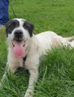 Costel wartet sehnsüchtig auf ein Zuhaus - Hüllhorst