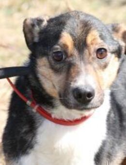 Flary - goldiger Jungrüde - Lohra