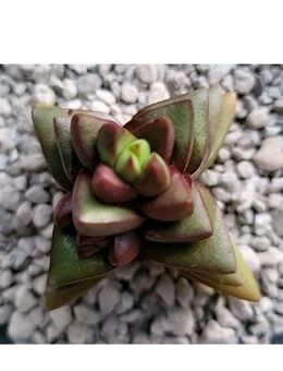 Crassula Benjamin Red Rarität - Braunschweig