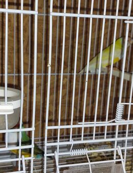 Goulsamadienen ,jung - Ovelgönne