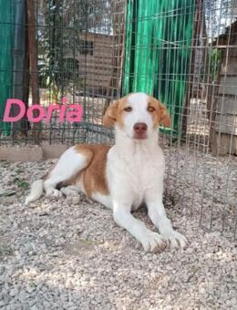 Doria verspielte süße Welpin 12/24 GRC - Ruppertsecken