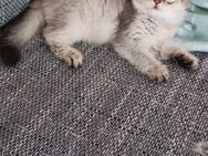 12 Wochen Perser / Maine Coon Katzenjunge, Katzenbabys, Babykatzen, cats, Katzen - Berlin Steglitz-Zehlendorf