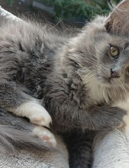 3 Monate altes kitten abzugeben - Hannover