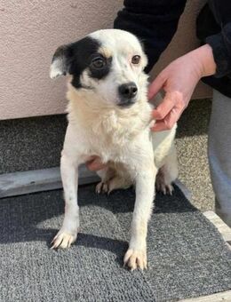 Mezi wünscht sich eine Familie - Nordwalde