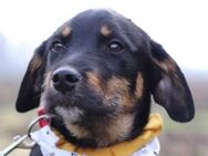 Rocky 💗 verschmuster, lieber Junghund - Hamburg