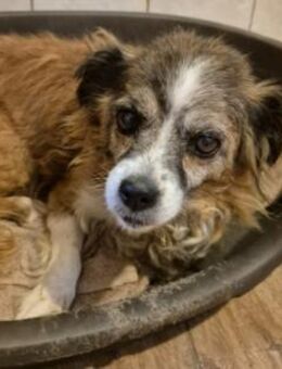 Soul ❤️ - unsere Hundeomi sucht... - Kallmünz