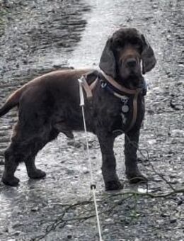 Orphee sucht erfahrenes Zuhause - Lübeck