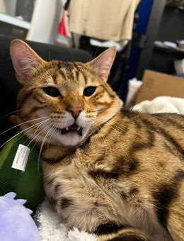 Junger Bengal Kater erst 1 Jahr alt - Frankfurt (Main) Bornheim