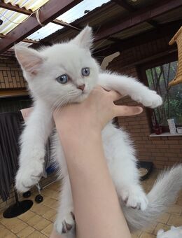 Süße Baby kitten suchen ein neue liebevolles zu Hause 🐾🐈 - Vechta
