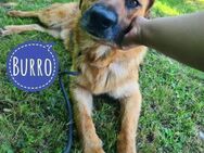 Burro ein Traumwesen - Flörsheim-Dalsheim