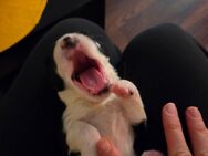 Border Collie-Malteser mix Welpen - Stuttgart