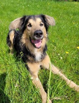 Jumper, Rohdiamant mit viel Potential - Bückeburg