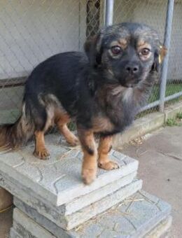 💛 Kira kleines Herz sucht Glück (E) - Ludwigshafen (Rhein)