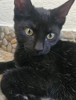 Merlino aktiv, neugierig, zutraulich🐱 - München