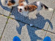 Mini Yorki Welpe sucht noch ein neues Zuhause - Rostock Lichtenhagen