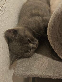 3 kleine katzen mit su giben prais VB - Duisburg