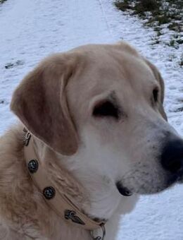 Gandalf - Bad Segeberg