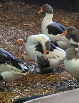 4 Pommerngänse - Warmsen