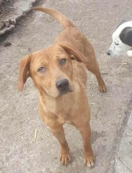 SHARAI ♥ - Gerettet von der Straße - Uetze