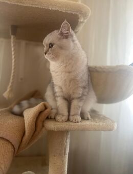 Kater zuverkaufen - Geseke