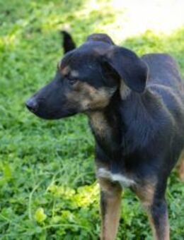 DARCY - gerne toben und neugierig sein - Overath