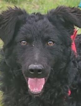 ZOA💖Knutschkugel voller Lebensfreude - Hamburg