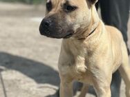 Kurt - ein verschmuster Amstaff-Mix - Willich