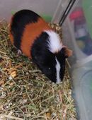 Meerschweinchen Bock in 06886