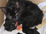 Süße Katzenkinder suchen ein liebevolles neues Zuhause - Hauenstein