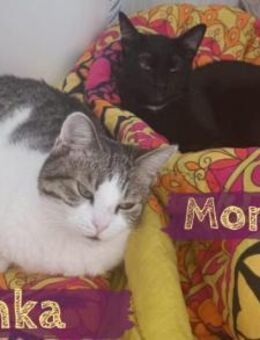 Schenkst du Minka & Mortisha ein Zuhause - München