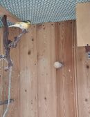 Kanarienhahn tauschen in 42855