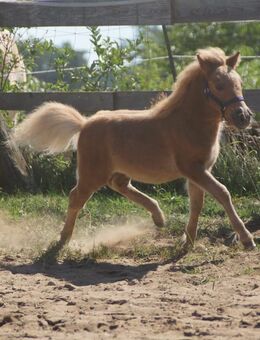 Hengstfohlen Shetlandpony - Freystadt