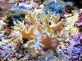 Korallenableger- Meerwasser- Sinularia notantum in 57072