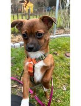 Skai wartet in 90547 Stein - Oberwies