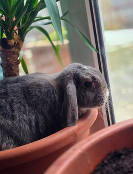 Zwergwidder Böckchen Kastriert sucht zuhause - Verl