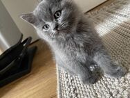 BKH Mix Kätzchen zu verkaufen - Zwei Kater und eine schwarze Katze - Nürnberg