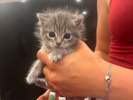 3 zuckersüße BKH Kitten - Waffenbrunn