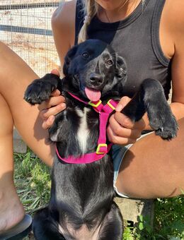 Unsere sehr verschmusten Labrador-/ Golden Retrievermischlingswelpen und Mutti ca 50 cm ,kastr. - Angern