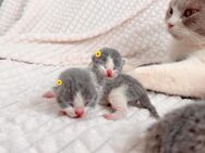 Entzückende Reinrassige Bkh Kitten - Köln