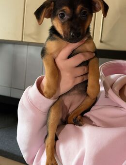 Schäferhund mix Welpen - Hanau (Brüder-Grimm-Stadt)