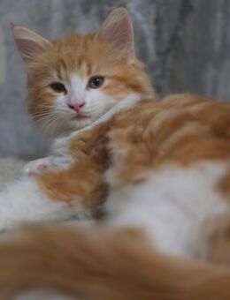 Hübsches Maine Coon Mädchen sucht ein Zuhause - Duisburg