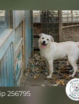 Fenix: Hundekind sucht ein Zuhause - Kirchzell